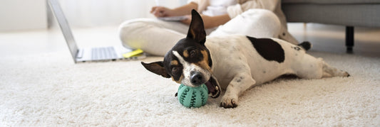 Descubriendo el Mundo de los Juguetes Interactivos para Perros: Diversión que Educa y Enamora