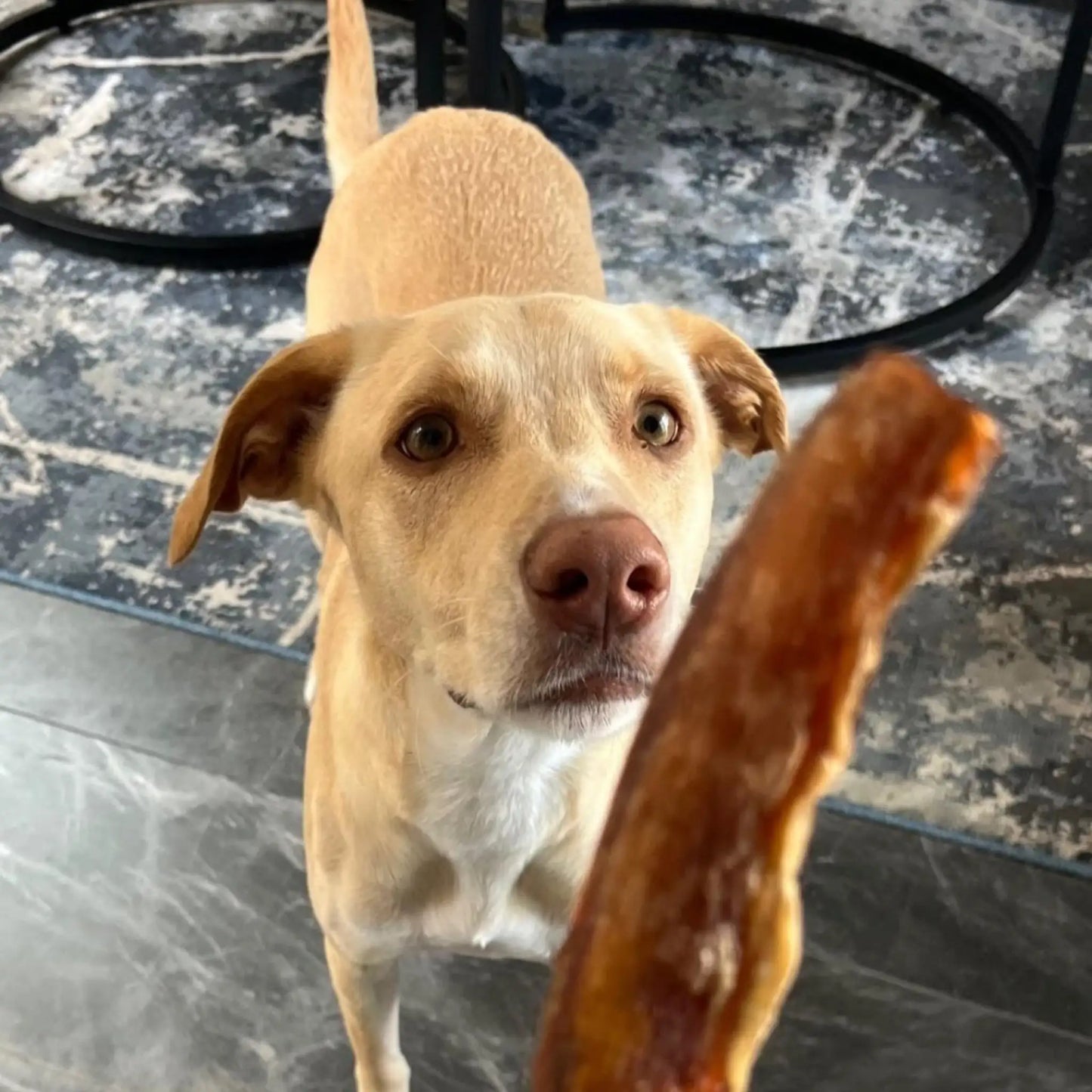 Canela disfrutando su xtik