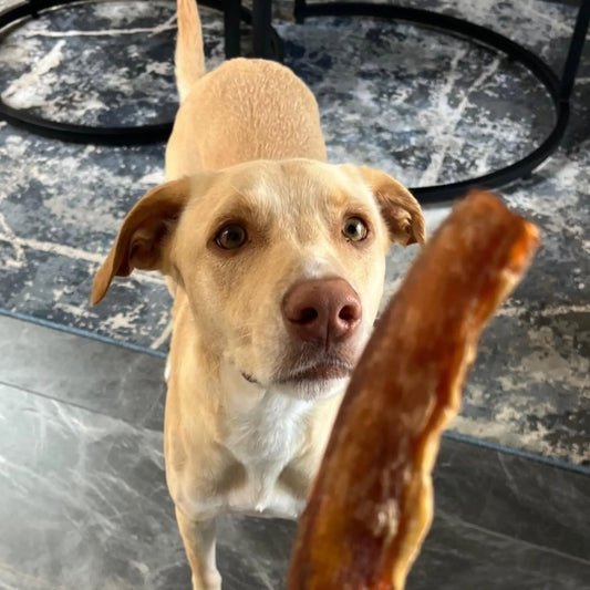Canela disfrutando su xtik