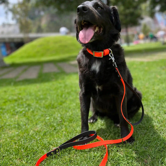 Correa para perros de biotano PVC impermeable