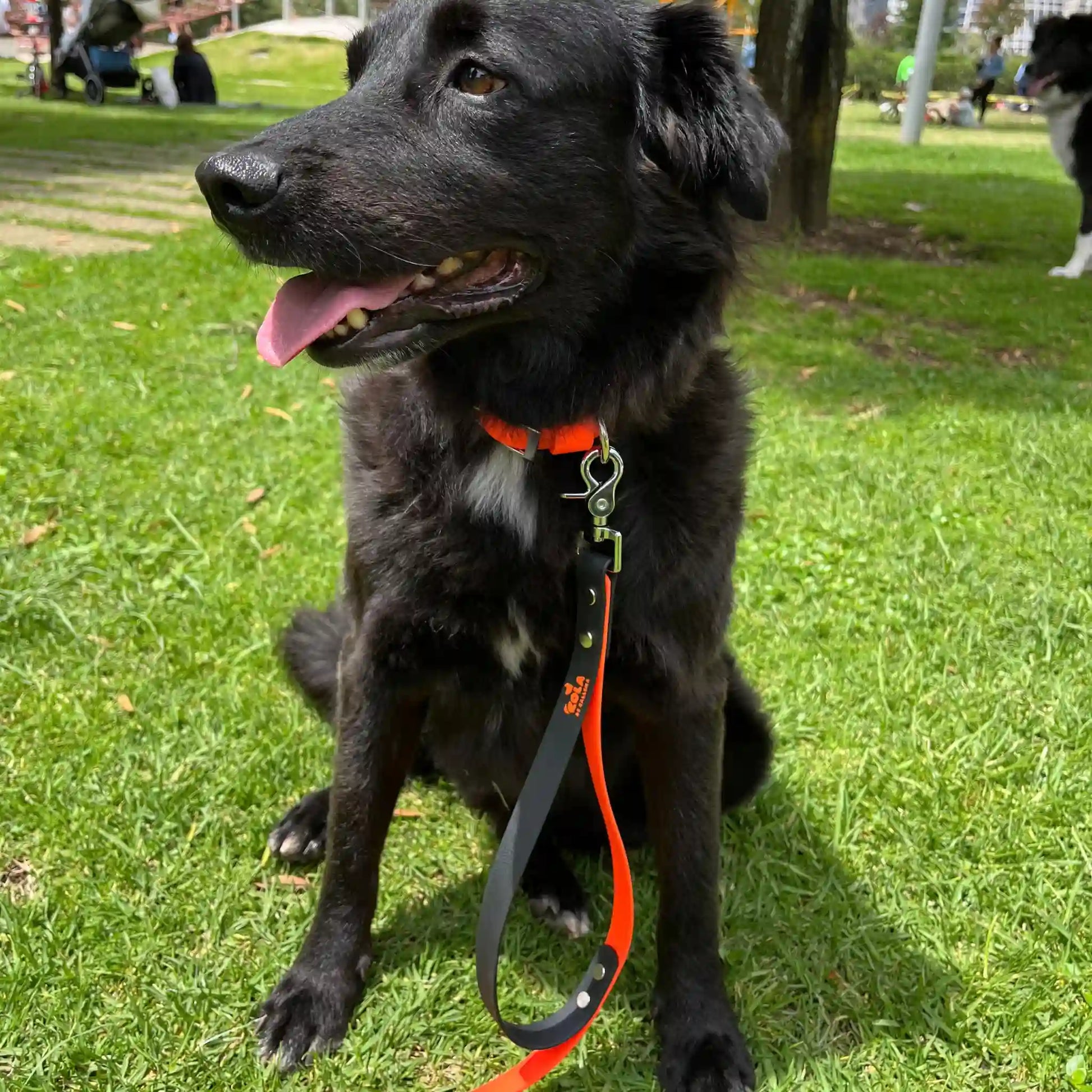 Correa para perros de biotano PVC impermeable  con aditamento de tráfico