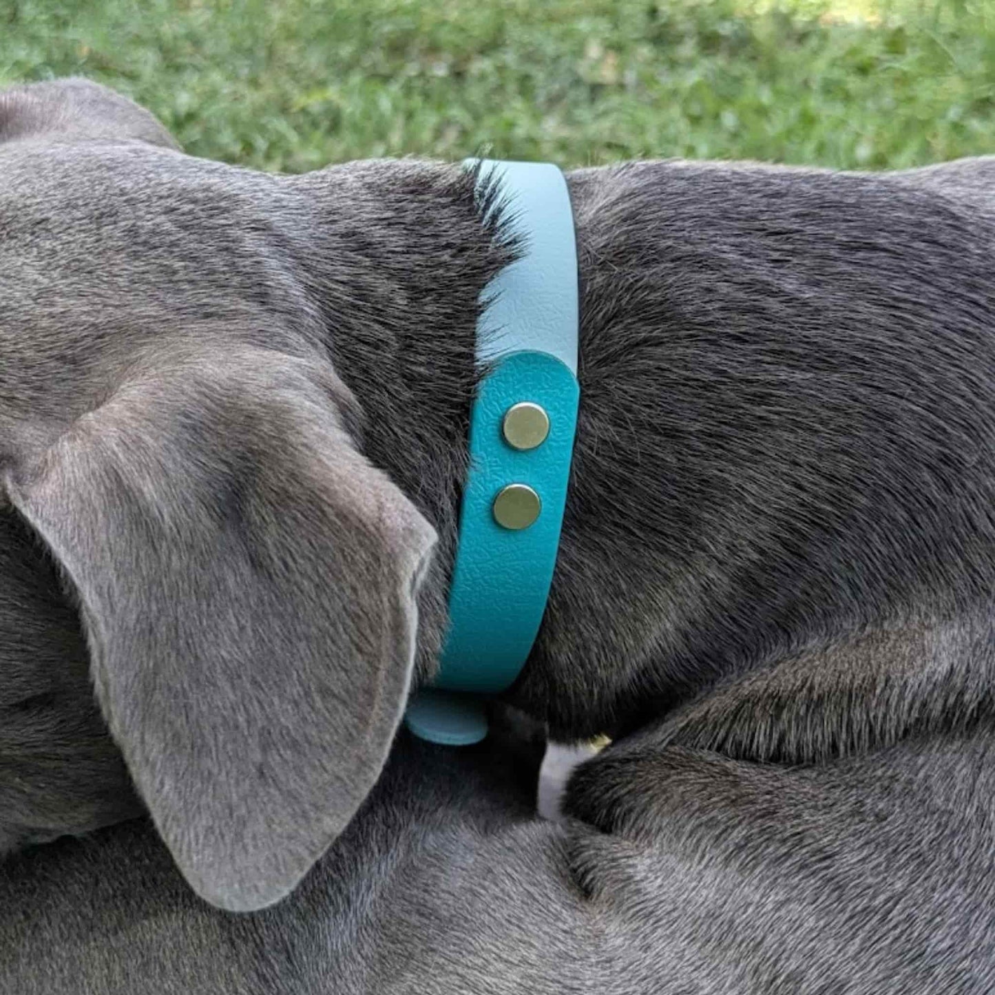 Collar Bicolor
