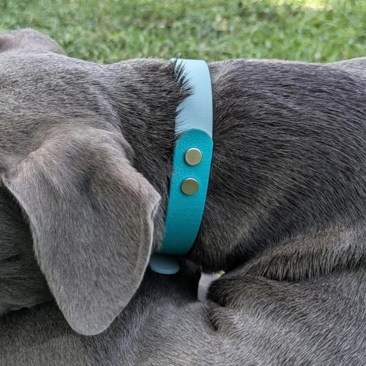 Collar Bicolor