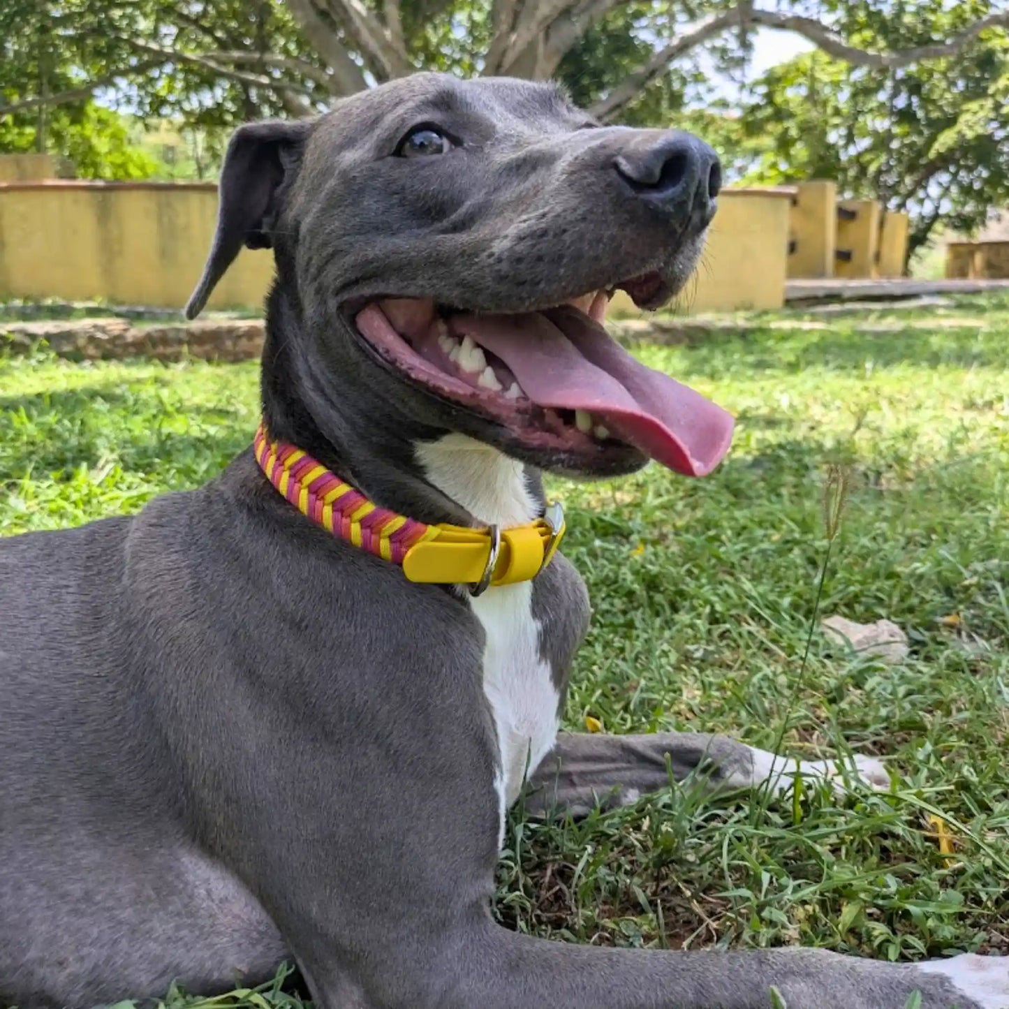 Collar Flapys Tejido