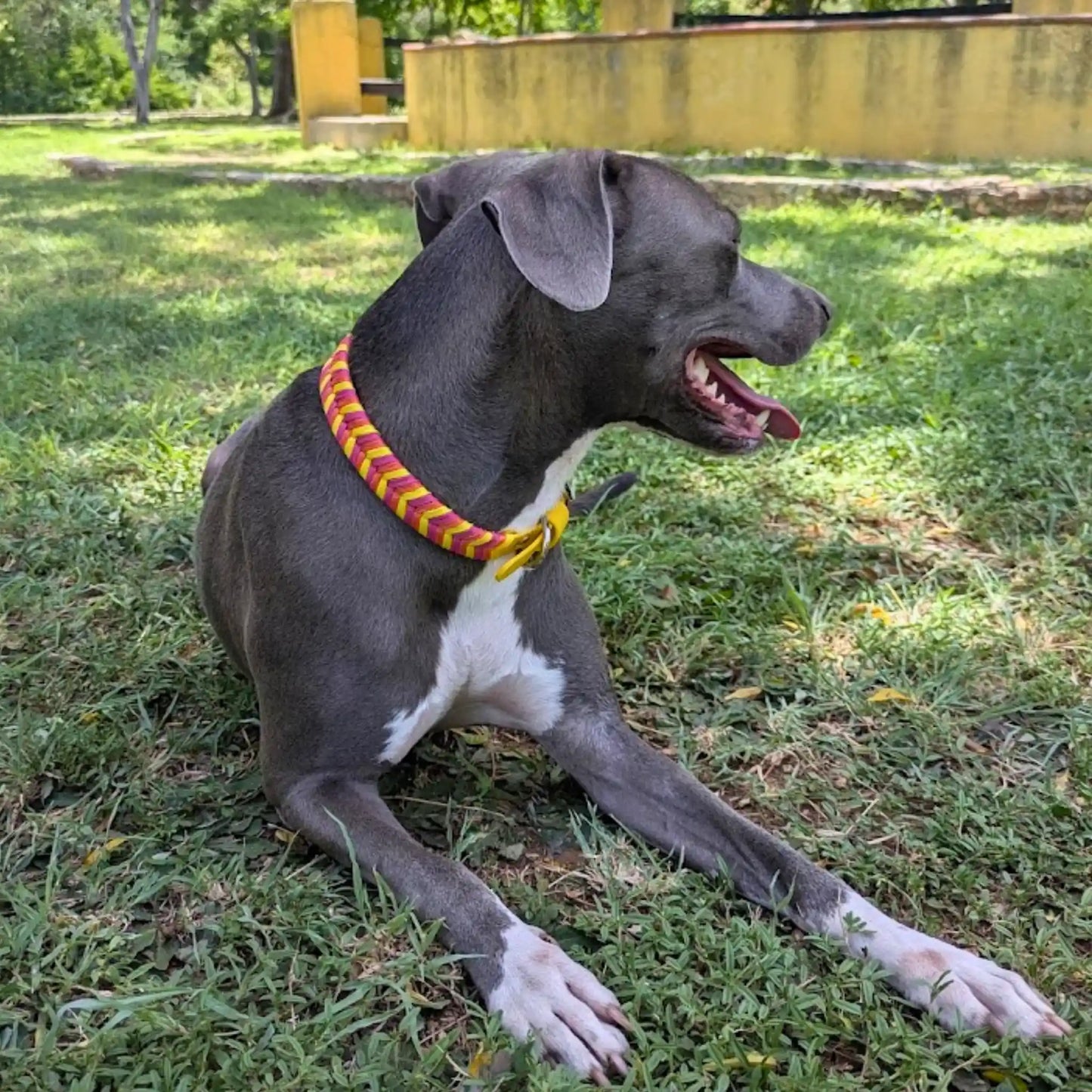 Collar Flapys Tejido