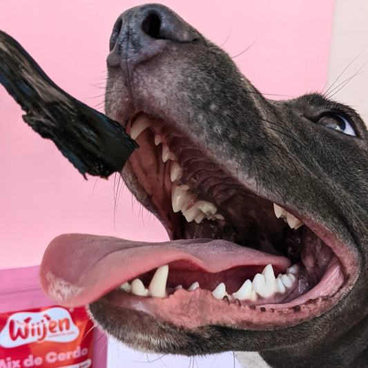 Perro disfrutando una lámina de hígado de cerdo