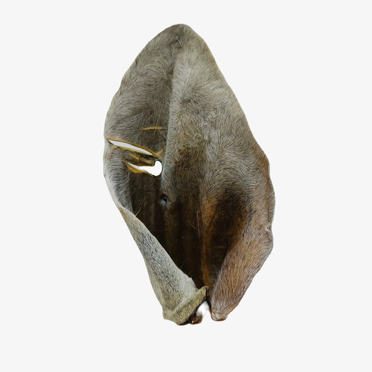 Pieza de Oreja de Res deshidratada como carnaza para perros