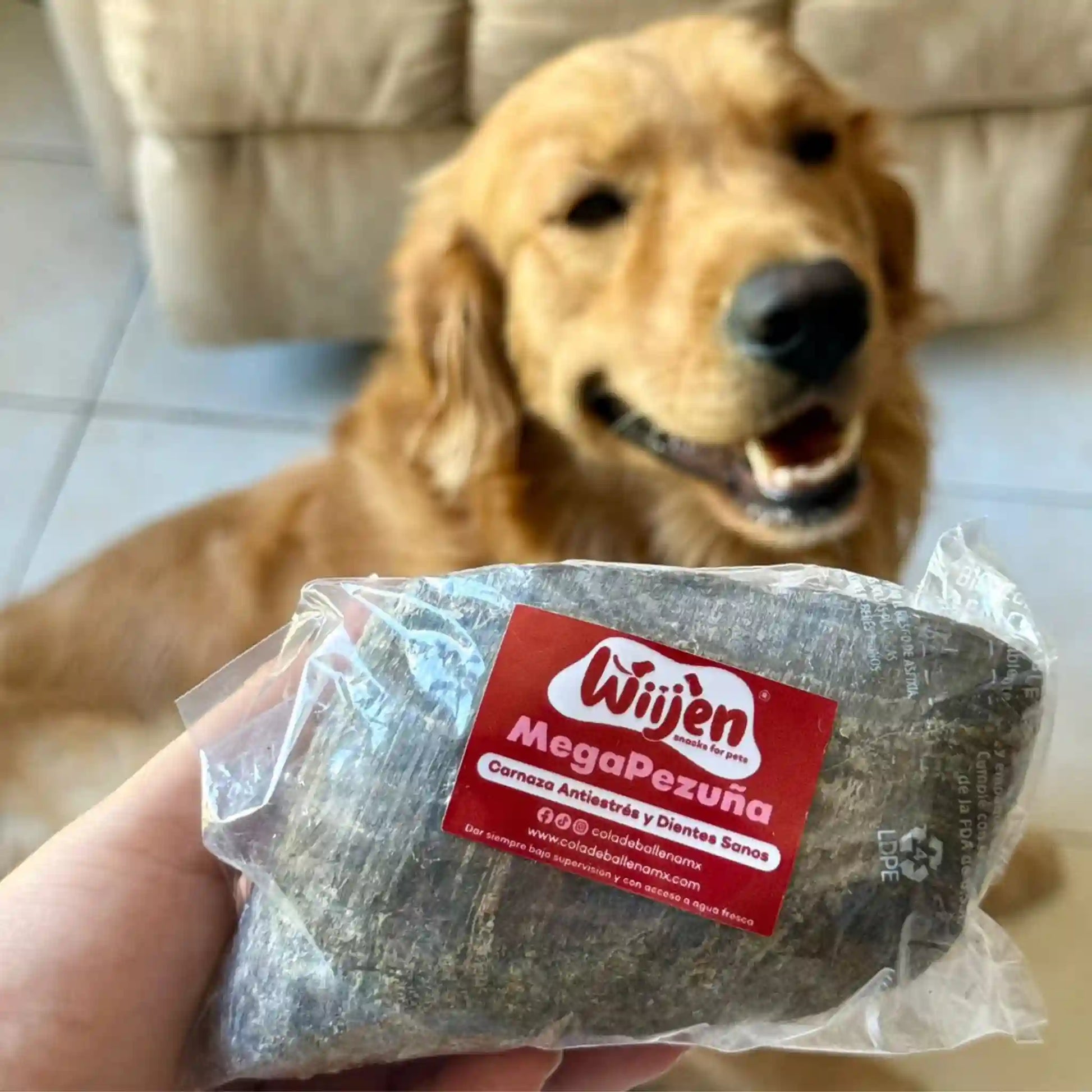 Perro golden disfrutando de ver su megapezuña de res