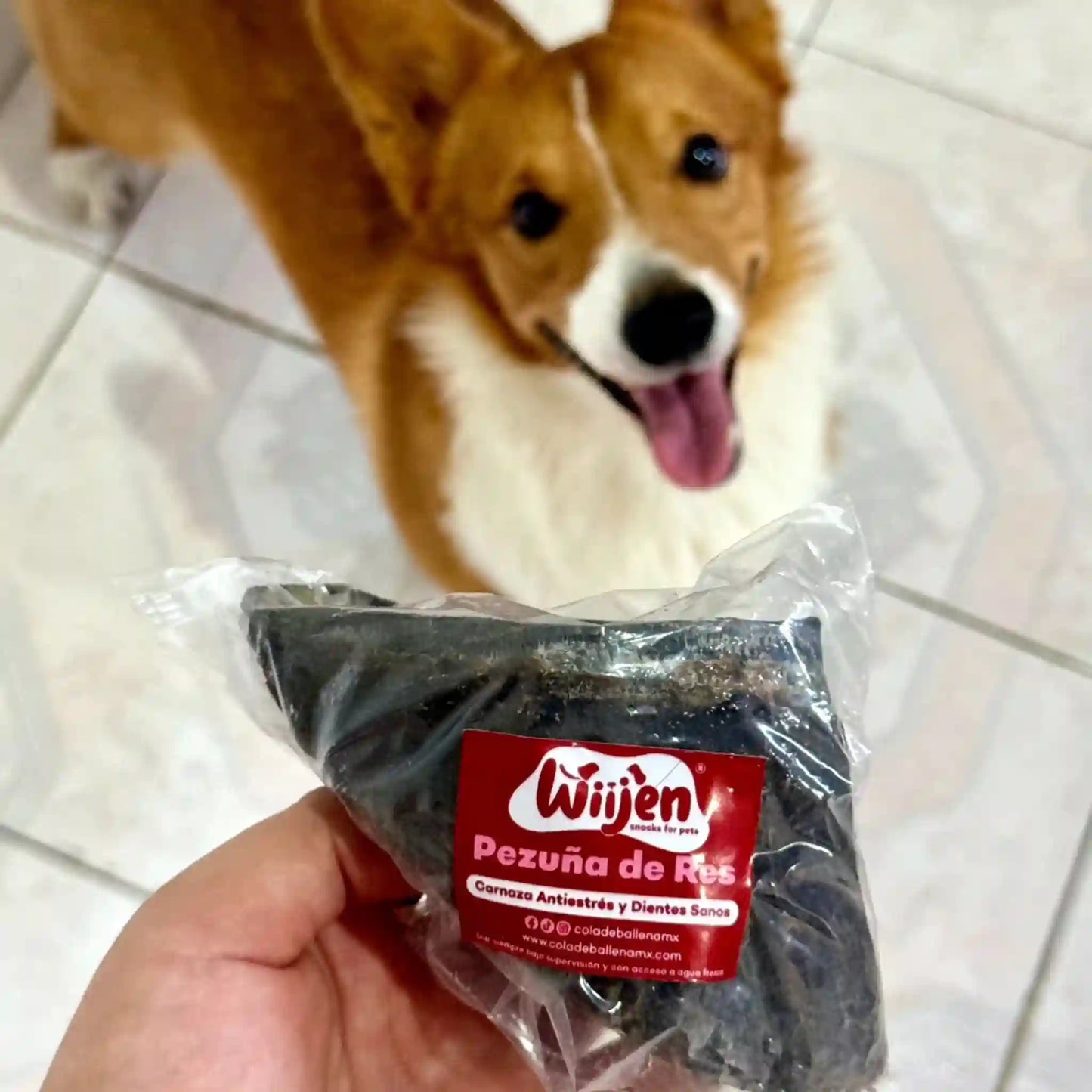 Perrito corgi disfrutando de su pezuña de res