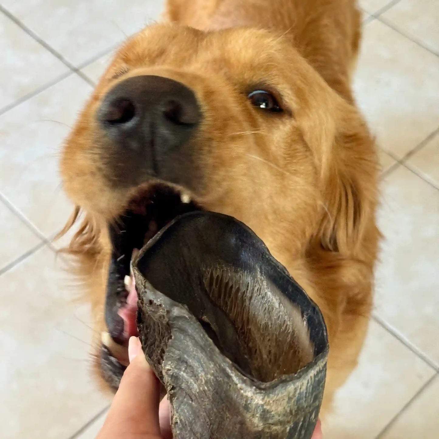 Perro golden disfrutando de morder su carnaza de megapezuña de res