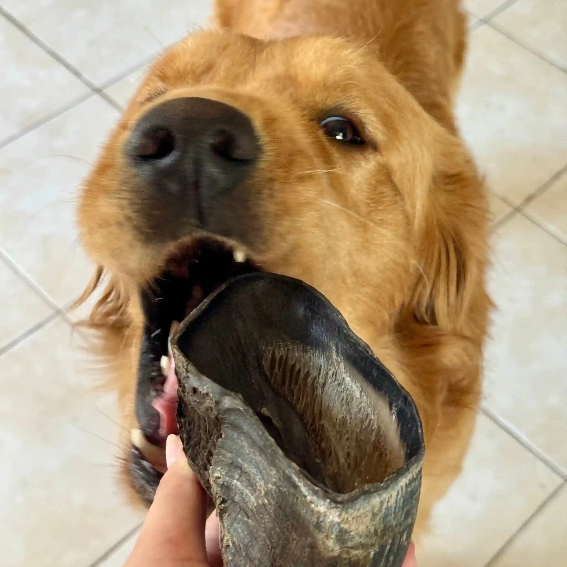 Perro golden disfrutando de morder su carnaza de megapezuña de res