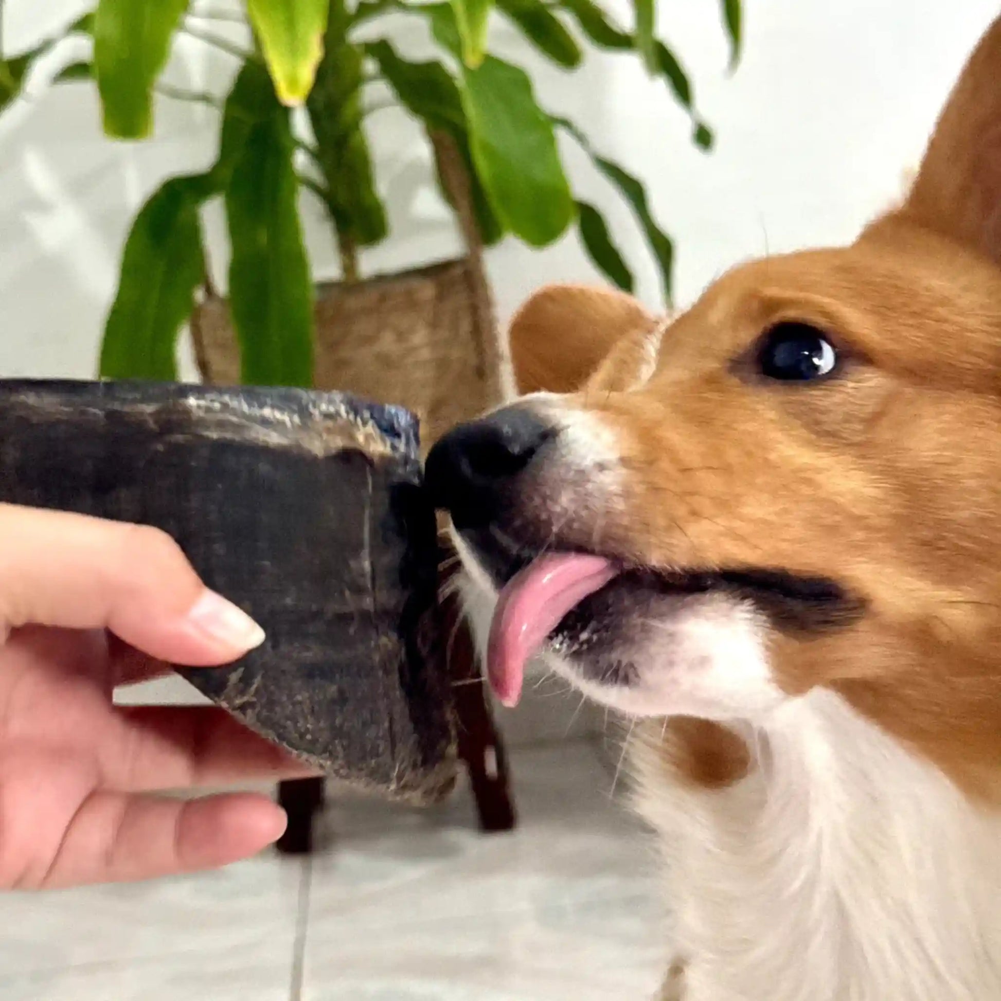 Perrito corgi lamiendo su carnaza de pezuña de res