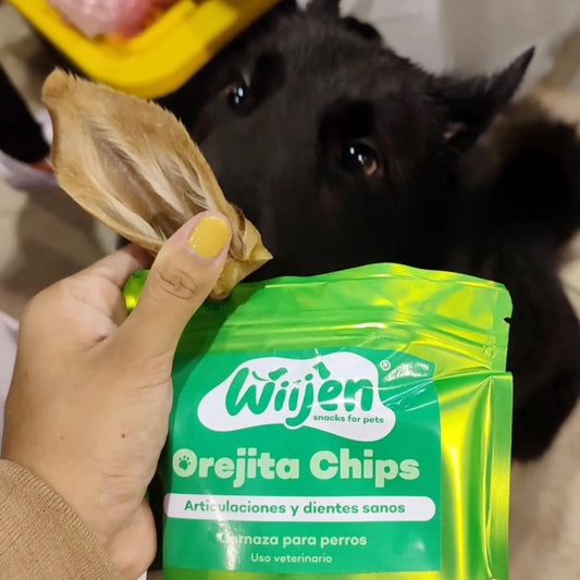 Perro disfrutando oreja de cordero deshidratada