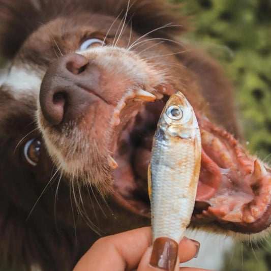 Perro comiendo sardina deshiddratada
