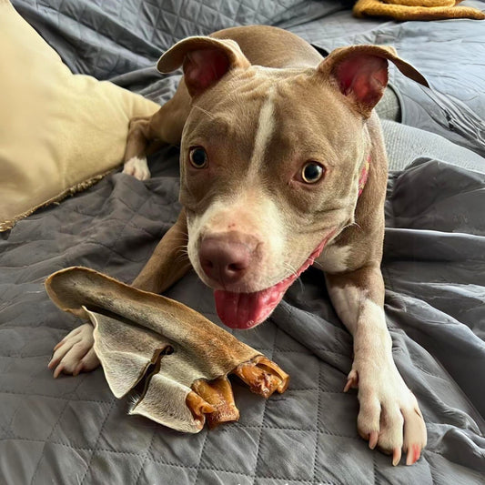 Foto de perro disfrutando de su carnaza de oreja de res deshidratada