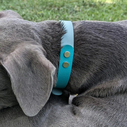 Collar Bicolor