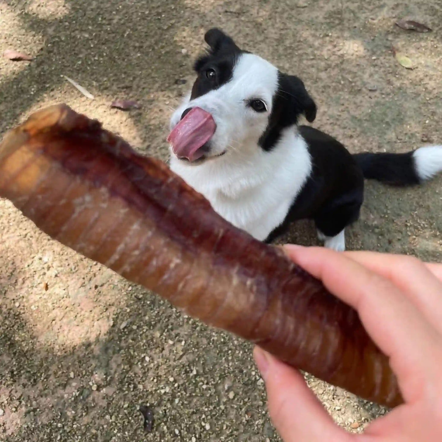 Perro disfrutando su carnaza de tráquea de res